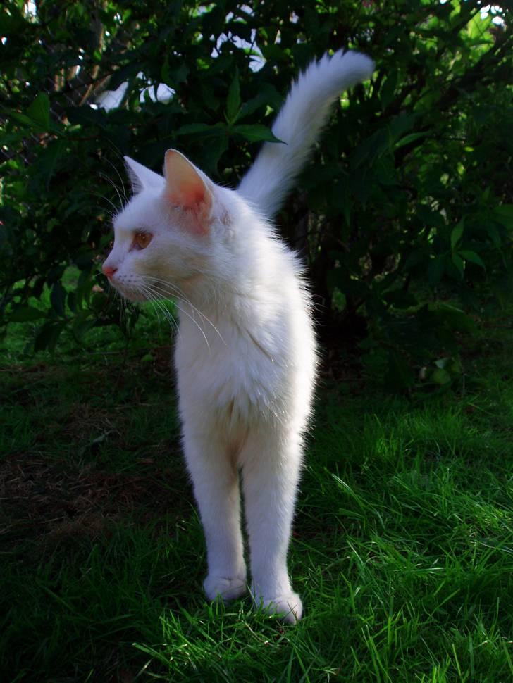 Huskat Kia - Kia har set noget spændende i haven :) 4. august billede 14