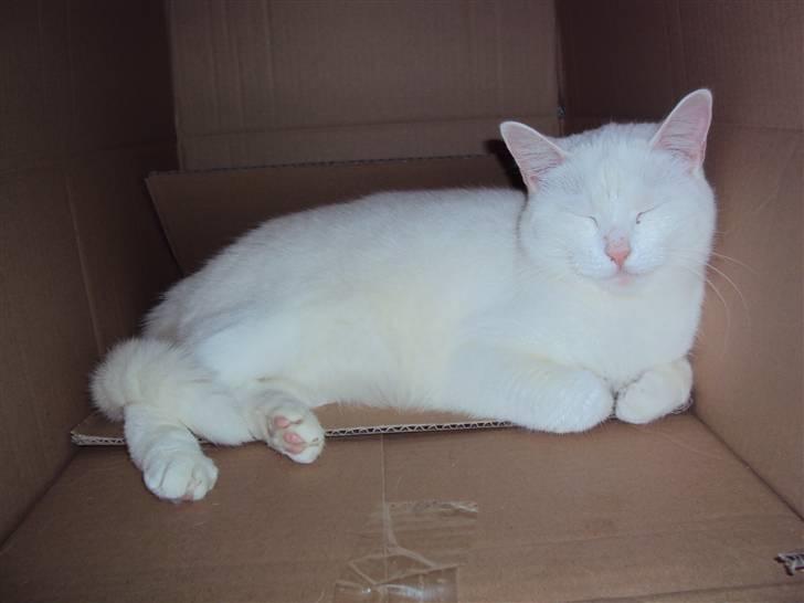 Huskat Kia - Kia elsker kasser :) 10. Februar 2010 billede 15