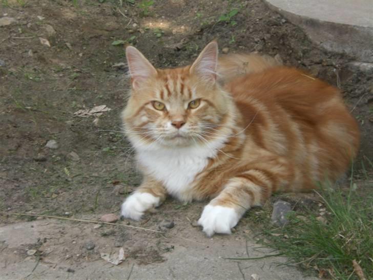 Maine Coon Miko - Miko elsker at dase i haven billede 1
