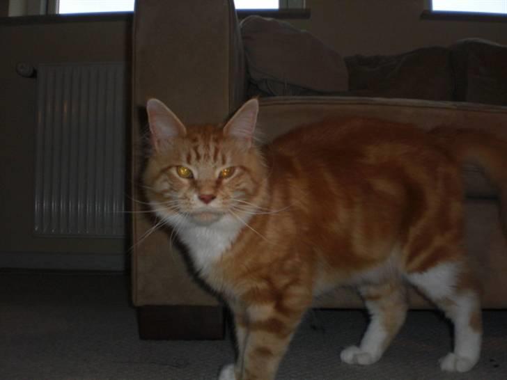 Maine Coon Miko - her er Miko ved at se sit nye hjem an billede 2