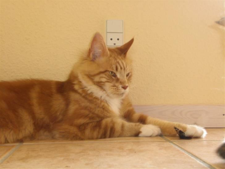 Maine Coon Miko billede 5