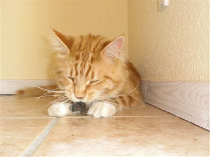 Maine Coon Miko - mums ... sommerfugl smager godt billede 6