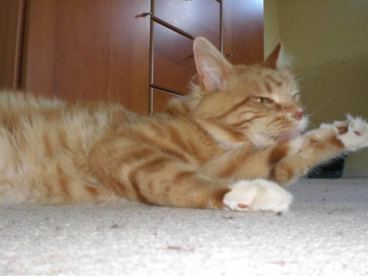 Maine Coon Miko - så er det blevet vaske tid billede 8