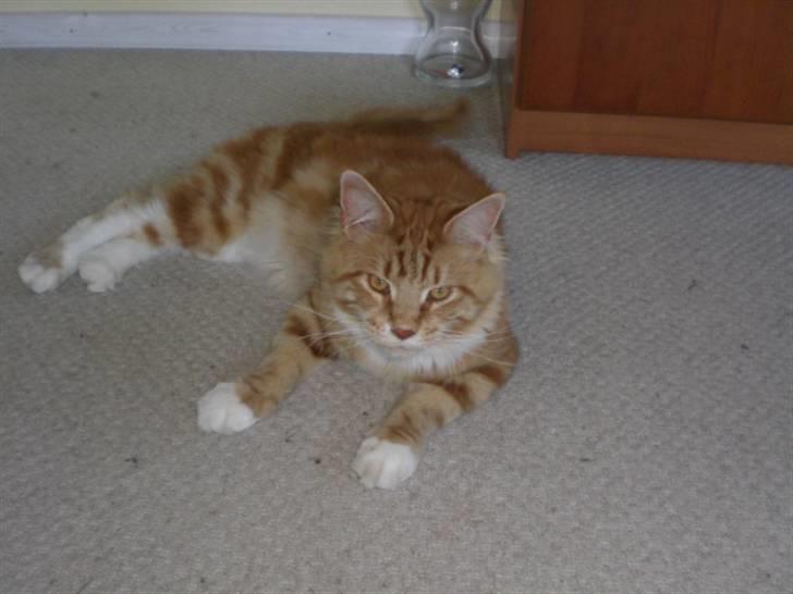 Maine Coon Miko billede 9
