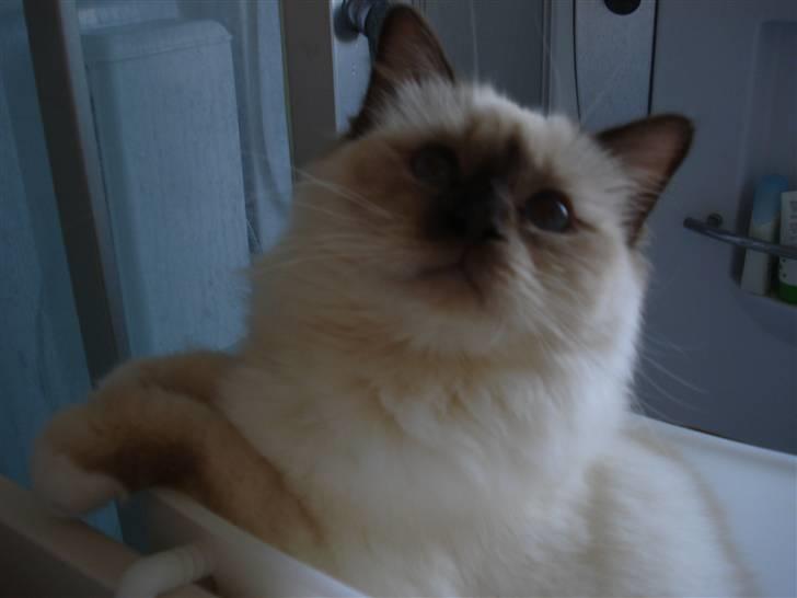 Hellig Birma Cathinca billede 12