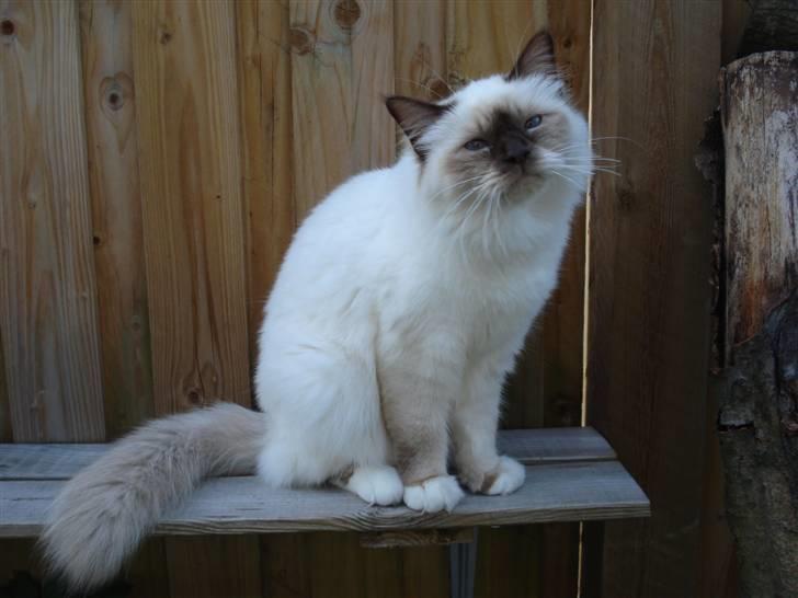 Hellig Birma Cathinca billede 13