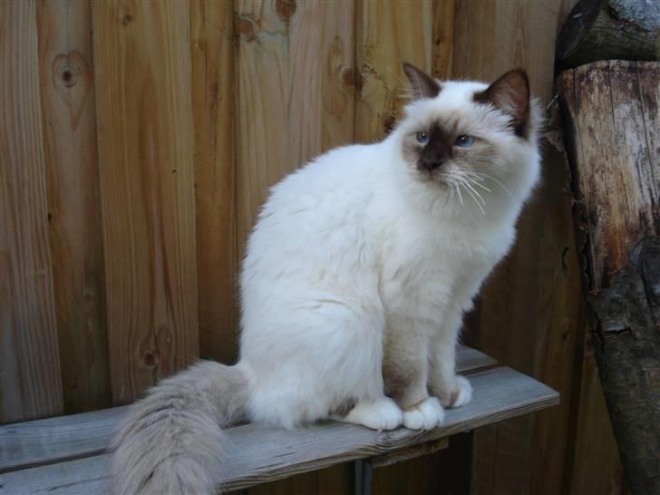 Hellig Birma Cathinca billede 14