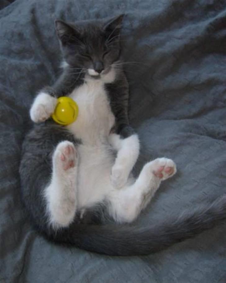 Huskat Fie - Jeg sover med min yndlings kugle, så ingen nupper den billede 1