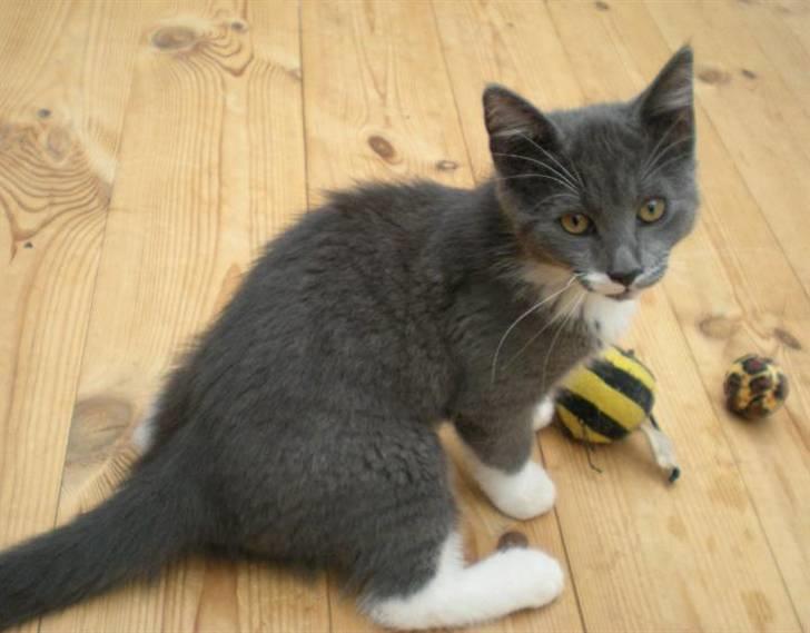 Huskat Fie - Hvad? Jeg leger bare billede 2