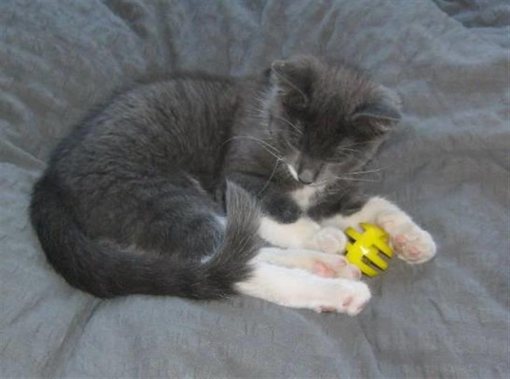 Huskat Fie - Min kugle!!! billede 3