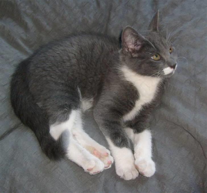 Huskat Fie - Lille mig billede 4