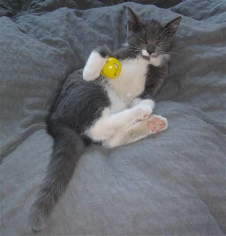 Huskat Fie billede 5