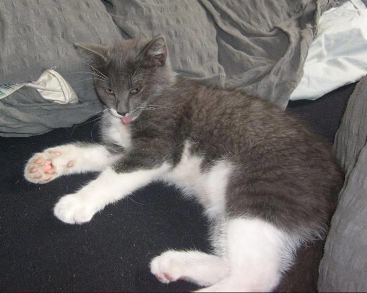 Huskat Fie - Jeg rækker lige tunge efter det dumme kamera billede 6