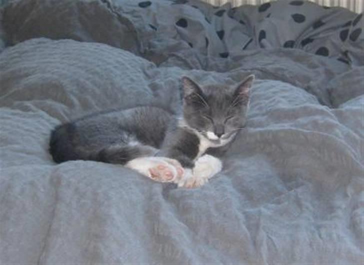 Huskat Fie billede 7