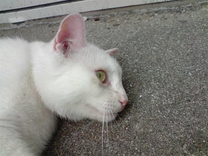 Huskat Albert billede 1