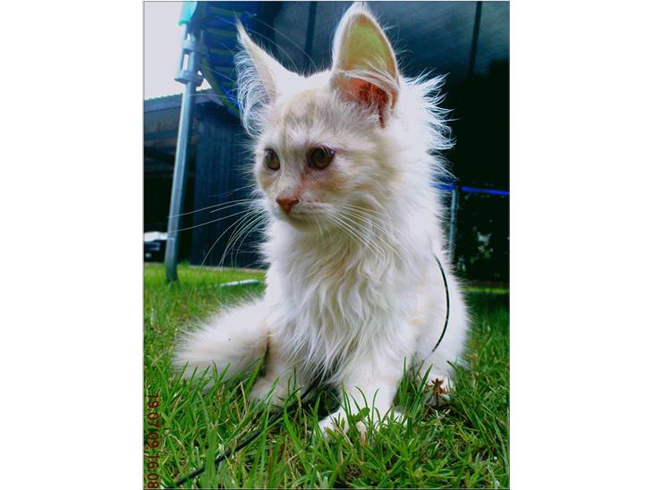 Blanding af racer Bella (P)  - Taget i haven <3 PRINSESSE billede 1