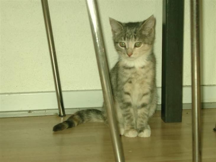 {{currentPhoto.altText}} billede {{currentPhoto.number}}