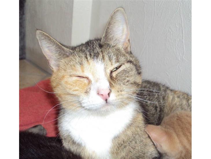 Huskat Mille billede 1