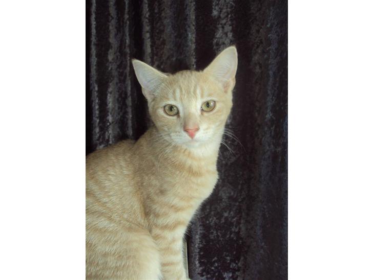 Huskat Simba billede 1