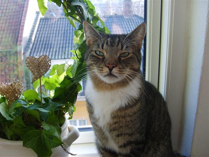 Huskat Tiger  billede 1