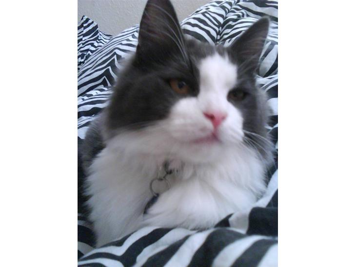 {{currentPhoto.altText}} billede {{currentPhoto.number}}