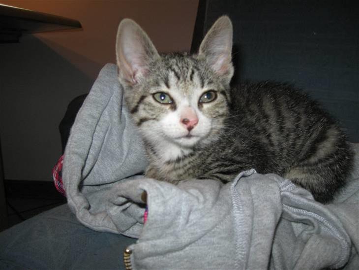 {{currentPhoto.altText}} billede {{currentPhoto.number}}