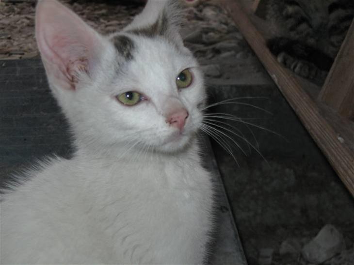 {{currentPhoto.altText}} billede {{currentPhoto.number}}