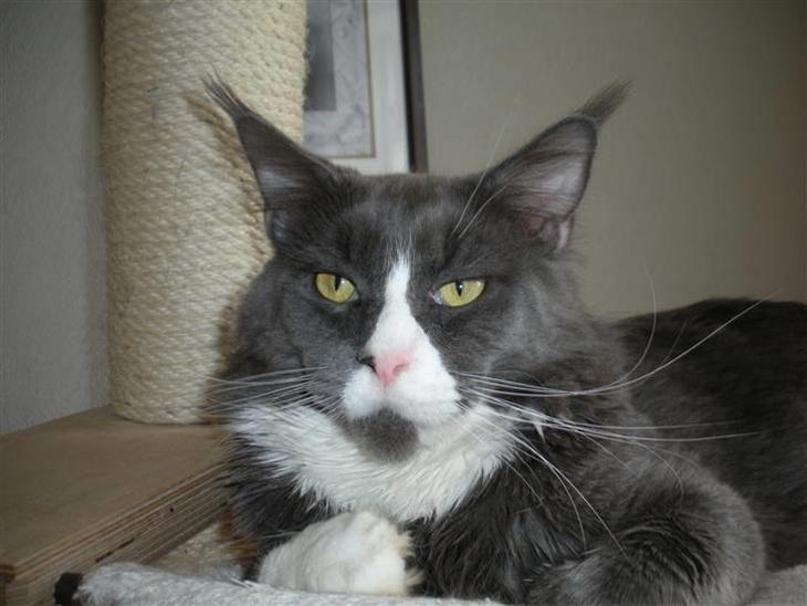 Maine Coon Langstteich In Petto - Petto,  20-2-2011 billede 1