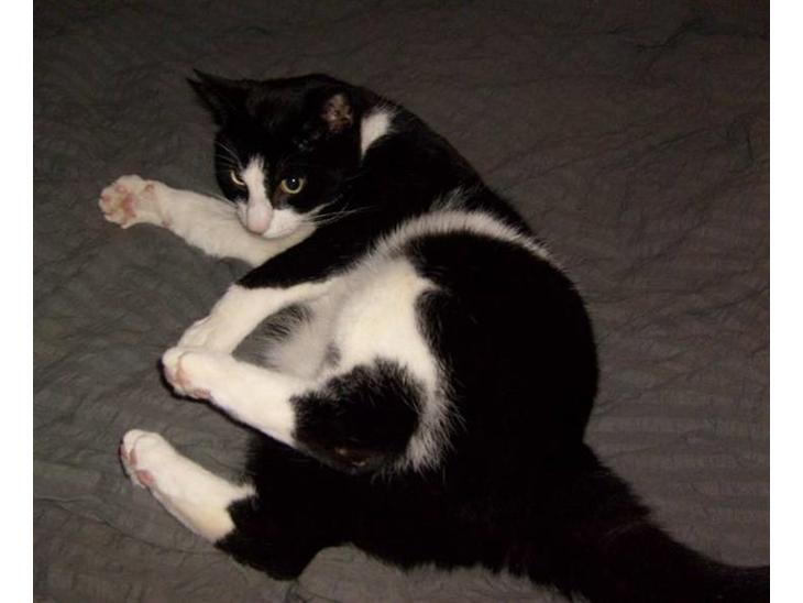 {{currentPhoto.altText}} billede {{currentPhoto.number}}