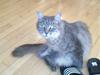 Maine Coon DK Ulvedalens Nuller