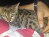 Bengal Asia