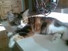 Maine Coon Nutte