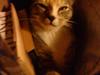Huskat Tiny. RIP. (Trines.)