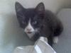 Huskat Cleo