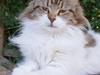 Maine Coon Timita`s Virgina no. 1