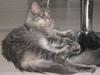 Maine Coon Bøllemis