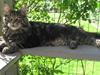 Maine Coon Timita`s Mr. Glitter