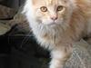 Maine Coon Timita`s Buffy Boom