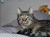 Huskat Loui