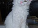 Maine Coon Vingsted´s Shanella