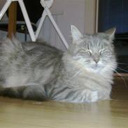 Maine Coon DK Ulvedalens Nuller