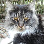 Maine Coon Cooncatz Ollie