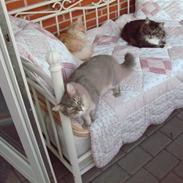 Maine Coon Cooncatz Ollie