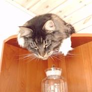 Maine Coon Cooncatz Ollie