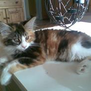 Maine Coon Nutte