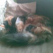 Maine Coon Nutte
