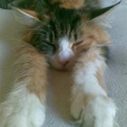 Maine Coon Nutte