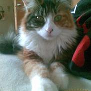 Maine Coon Nutte