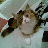 Maine Coon Nutte