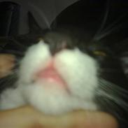 Huskat Laban